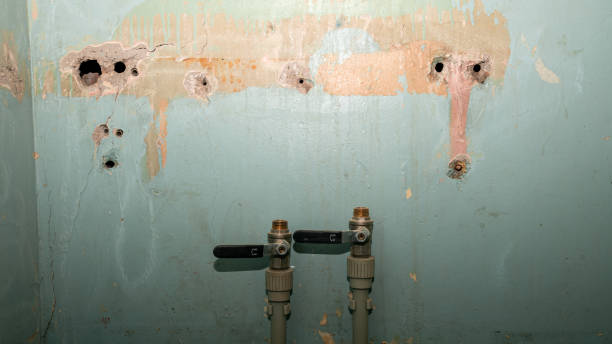 Best Mold removal after water damage  in Shinnston, WV